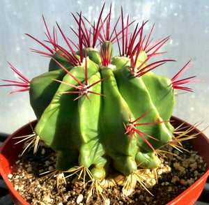 Fire Barrel Cactus, Mexican Fire Barrel, Ferocactus gracilis, Cactus, Succulent, Live Plant