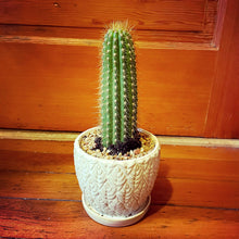 Load image into Gallery viewer, Golden Torch Cactus, Echinopsis Spachiana, Gold Torch, Cactus, Succulent, Live plant
