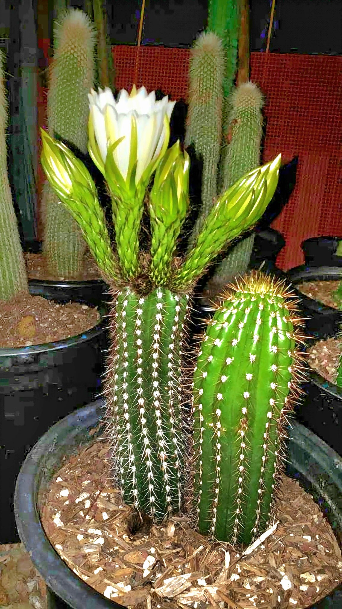 torch plant succulent Golden Torch Cactus, Echinopsis Spachiana, Gold Torch, Cactus, Succule – Desert Noir