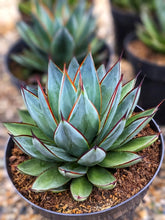 Load image into Gallery viewer, Blue Glow Agave, A. attenuata x A. ocahui, live plant
