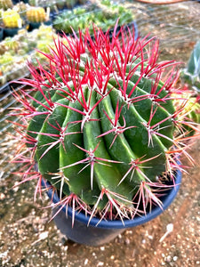 Fire Barrel Cactus, Mexican Fire Barrel, Ferocactus gracilis, Cactus, Succulent, Live Plant