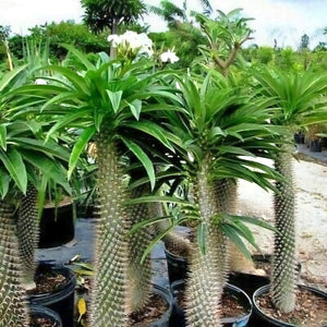 Pachypodium lamerei (Madagascar palm)