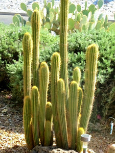 Golden Torch Cactus, Echinopsis Spachiana, Gold Torch, Cactus, Succulent, Live plant