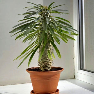 Pachypodium lamerei (Madagascar palm)