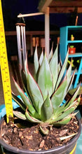 Load image into Gallery viewer, Blue Glow Agave, A. attenuata x A. ocahui, live plant
