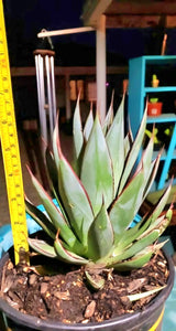 Blue Glow Agave, A. attenuata x A. ocahui, live plant