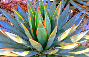 Blue Glow Agave, A. attenuata x A. ocahui, live plant