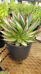 Blue Glow Agave, A. attenuata x A. ocahui, live plant