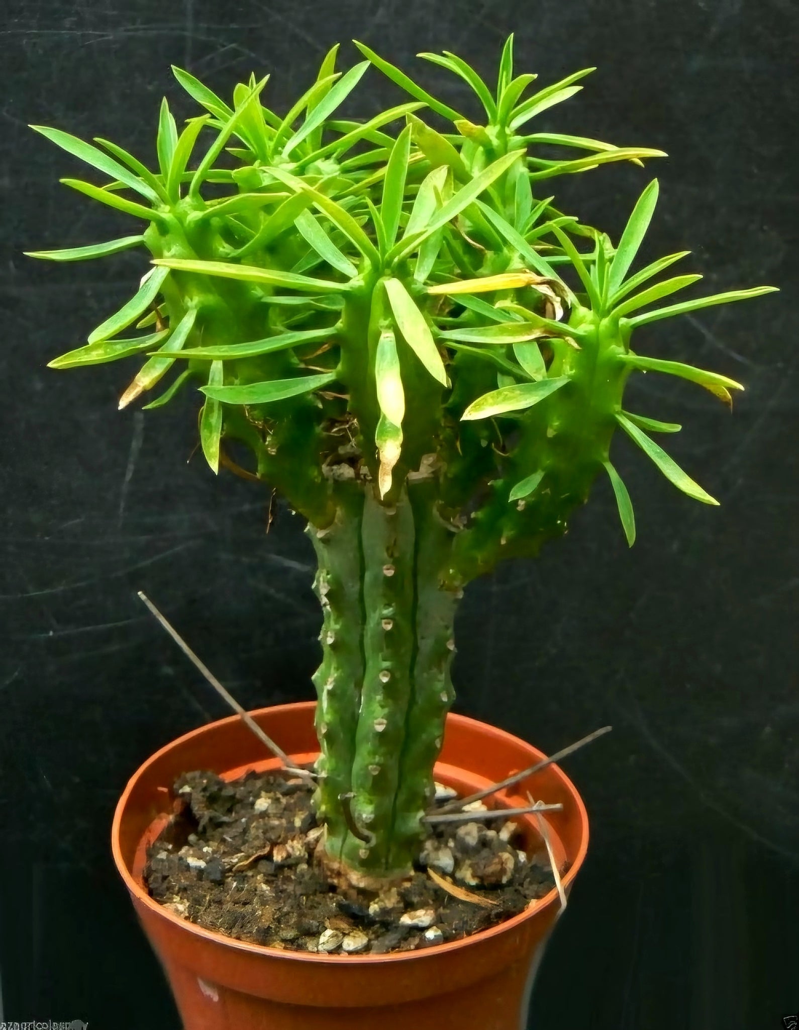 palm tree succulent African Palm Tree, Euphorbia loricata, Euphorbia armata, Euphorbia hys – Desert Noir