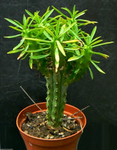 Load image into Gallery viewer, African Palm Tree, Euphorbia loricata,  Euphorbia armata, Euphorbia hystrix
