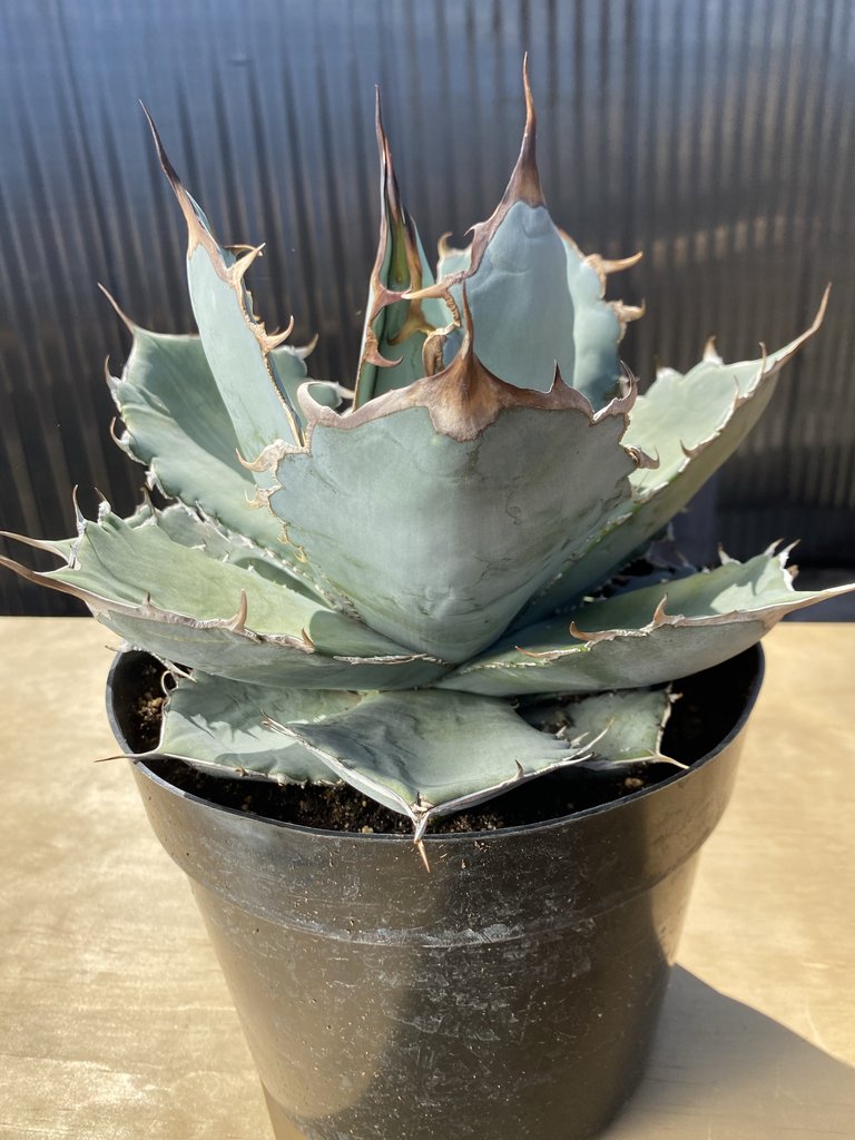 Agave titanota, Chalk agave, Asparagaceae