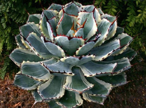 Dwarf Butterfly Agave, Agave potatorum, Kichiokan variegata