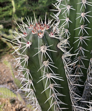 Load image into Gallery viewer, Stenocereus griseus, Mexican organ pipe, dagger cactus, pitaya, pitayo de mayo, Cactus, Suculent, Live Plant
