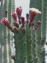 Load image into Gallery viewer, Stenocereus griseus, Mexican organ pipe, dagger cactus, pitaya, pitayo de mayo, Cactus, Suculent, Live Plant
