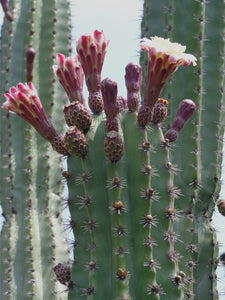 Stenocereus griseus, Mexican organ pipe, dagger cactus, pitaya, pitayo de mayo, Cactus, Suculent, Live Plant