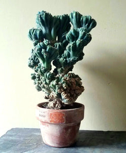 Ming Thing, Cereus Forbesii Monstrose