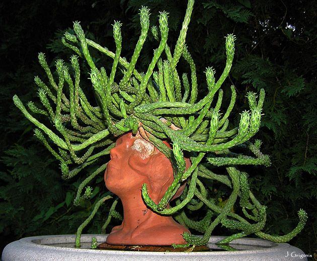 medusa head plant pot Medusa's Head Cactus, flanaganii, muirii, caput-medusa, cactus, succul – Desert Noir