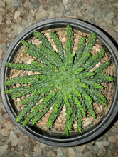 Load image into Gallery viewer, Medusa&#39;s Head Cactus, flanaganii, muirii, caput-medusa, cactus, succulent, Live Plant
