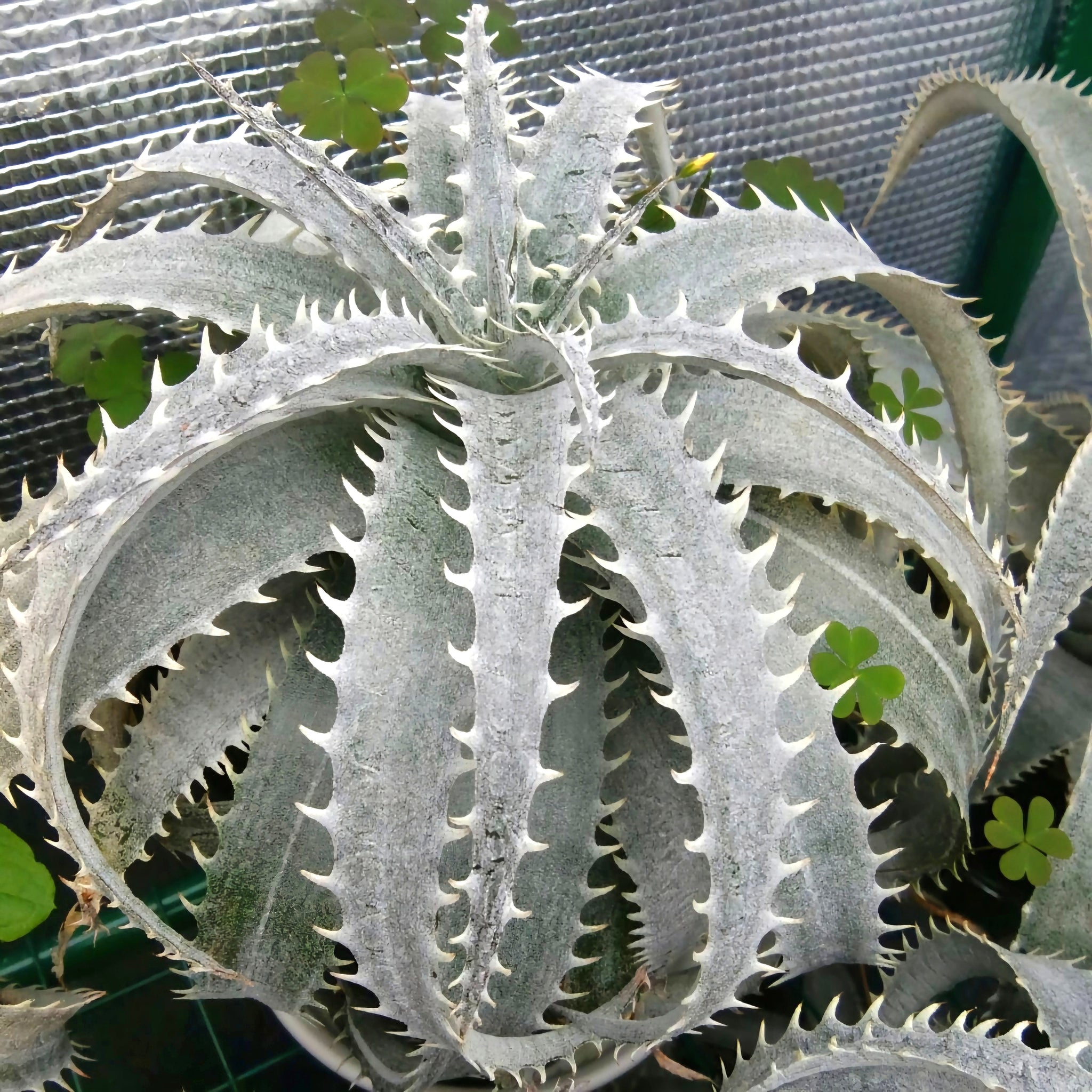 dyckia succulent Grand Marnier Dyckia, lapostollei, White Dyckia, cactus, succulent, live plant