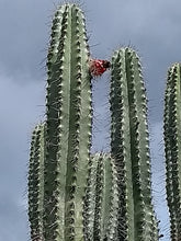Load image into Gallery viewer, Stenocereus griseus, Mexican organ pipe, dagger cactus, pitaya, pitayo de mayo, Cactus, Suculent, Live Plant
