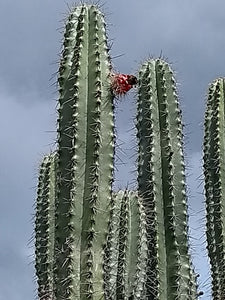 Stenocereus griseus, Mexican organ pipe, dagger cactus, pitaya, pitayo de mayo, Cactus, Suculent, Live Plant