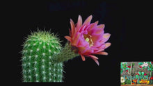 Load and play video in Gallery viewer, Easter Lilly Cactus, Echinopsis oxygona, cactus flower, cactus, succulent, live plant
