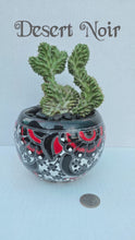 Load and play video in Gallery viewer, Hand-Painted Mini Cactus in Clay Pot – Unique Desert Decor &amp; Easy-Care Gift
