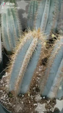 Load and play video in Gallery viewer, Blue Torch Cactus, Pilosocereus Azureus, Brazilian Blue Cactus, Live Plant, Cactus, Succulent

