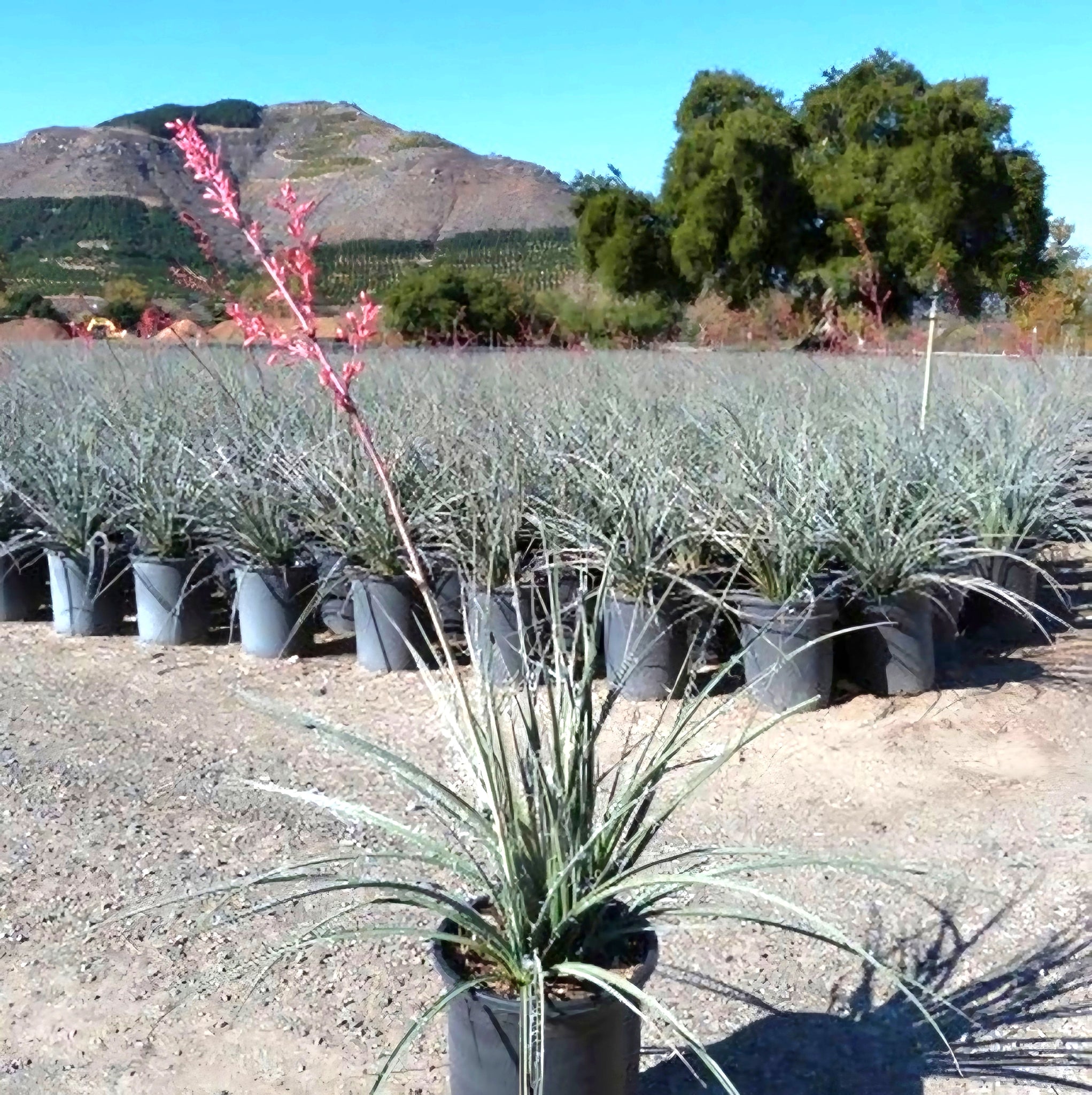 succulent yucca plant Red Yucca – Hesperaloe parviflora Live Plant, Drought-Tolerant Floweri – Desert Noir
