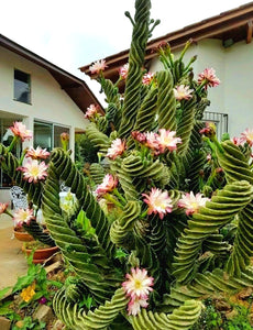 Spiral Cactus, Forbesii Spiralis, Cereus hildmannianus f. tortuosus,