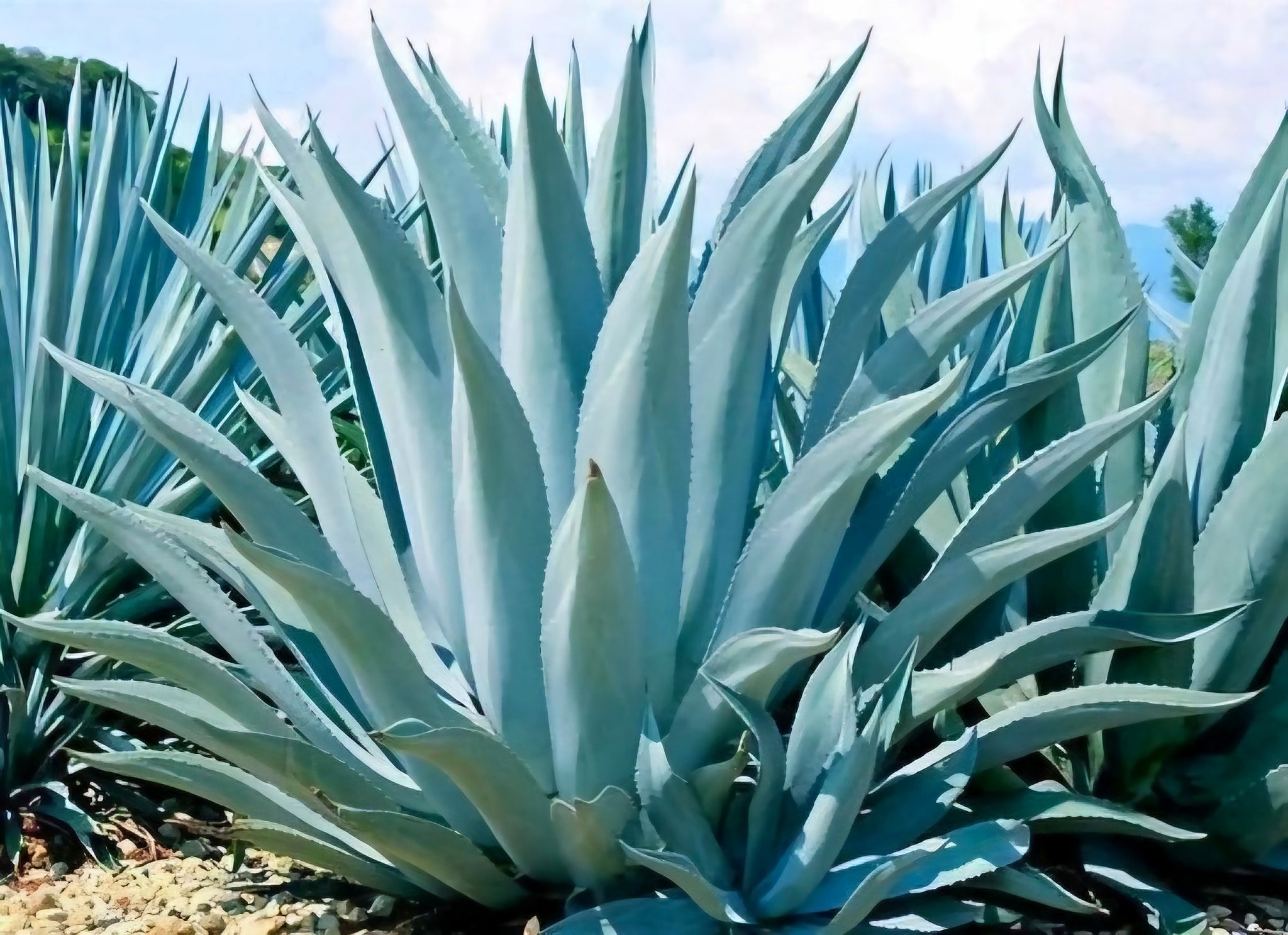 desert succulents tequila Blue Agave – Agave tequilana Live Succulent, Agave Azul Starter Plant, – Desert Noir