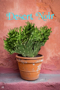 needle succulent Crested Eve's Needle, Austrocylindropuntia subulata Cristata, crested – Desert Noir