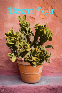 bunny ear succulent for sale Crazy Bunny Ears, Opuntia Microdasys Monstrose, Cactus, Succulent – Desert Noir