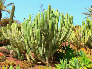 Blue Myrtle Cactus, Blue Candle Cactus,  Myrtillocactus geometrizans, bilberry cactus, whortleberry cactus