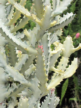 Load image into Gallery viewer, Euphorbia white ghost, Euphorbia Lactea, Grey Ghost, Dragon bones tree, Dragon bones, Candelabra spurge, Cactus, Succulent, live plant
