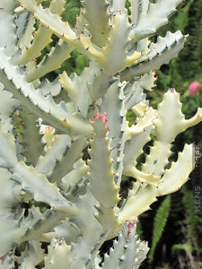 Euphorbia white ghost, Euphorbia Lactea, Grey Ghost, Dragon bones tree, Dragon bones, Candelabra spurge, Cactus, Succulent, live plant