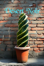 Load image into Gallery viewer, Spiral Cactus, Forbesii Spiralis, Cereus hildmannianus f. tortuosus,
