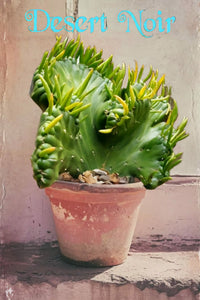 Crested Eve's Needle, Austrocylindropuntia subulata Cristata, crested cactus, cactus, succulent, live plant