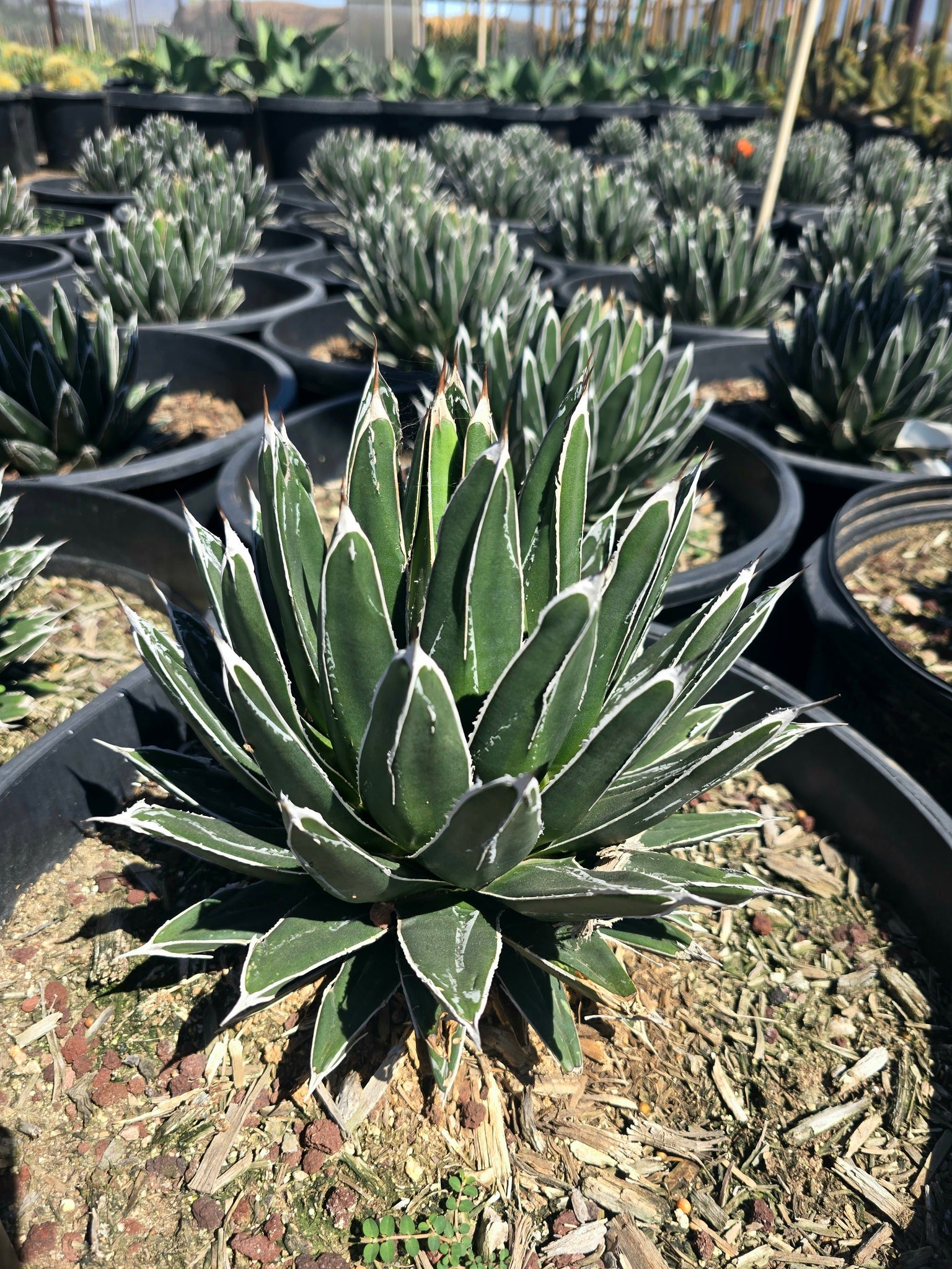 queen victoria succulent Agave Victoriae-Reginae – Queen Victoria Agave Live Succulent, Rare Co – Desert Noir
