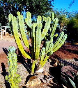 Blue Myrtle Cactus, Blue Candle Cactus,  Myrtillocactus geometrizans, bilberry cactus, whortleberry cactus