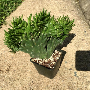 Crested Eve's Needle, Austrocylindropuntia subulata Cristata, crested cactus, cactus, succulent, live plant