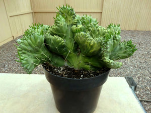 Crested Eve's Needle, Austrocylindropuntia subulata Cristata, crested cactus, cactus, succulent, live plant