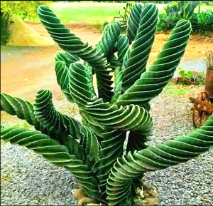 Spiral Cactus, Forbesii Spiralis, Cereus hildmannianus f. tortuosus,