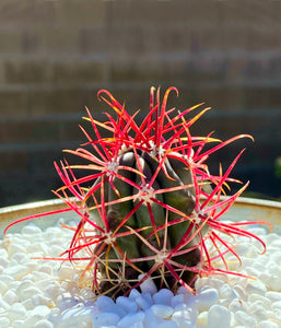 Fire Barrel Cactus, Mexican Fire Barrel, Ferocactus gracilis, Cactus, Succulent, Live Plant