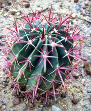 Load image into Gallery viewer, Fire Barrel Cactus, Mexican Fire Barrel, Ferocactus gracilis, Cactus, Succulent, Live Plant
