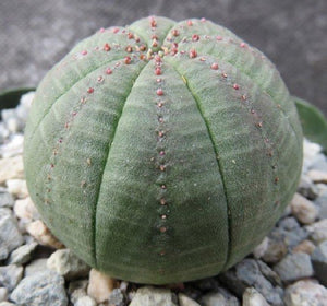 Obesa, baseball plant, succulent, cactus, live plant