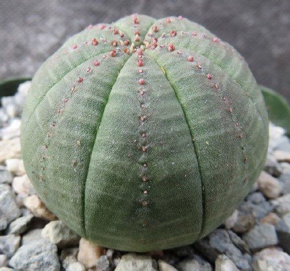 Obesa, baseball plant, succulent, cactus, live plant