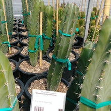 Load image into Gallery viewer, Stenocereus pruinosus, Gray Ghost Organ Pipe, cactus, succulent, live plant
