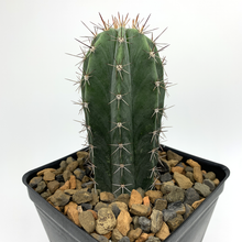 Load image into Gallery viewer, Stenocereus griseus, Mexican organ pipe, dagger cactus, pitaya, pitayo de mayo, Cactus, Suculent, Live Plant
