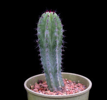 Load image into Gallery viewer, Stenocereus pruinosus, Gray Ghost Organ Pipe, cactus, succulent, live plant
